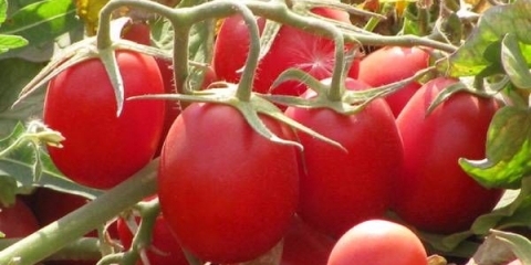 Kako pravilno sakupiti sjeme paradajza